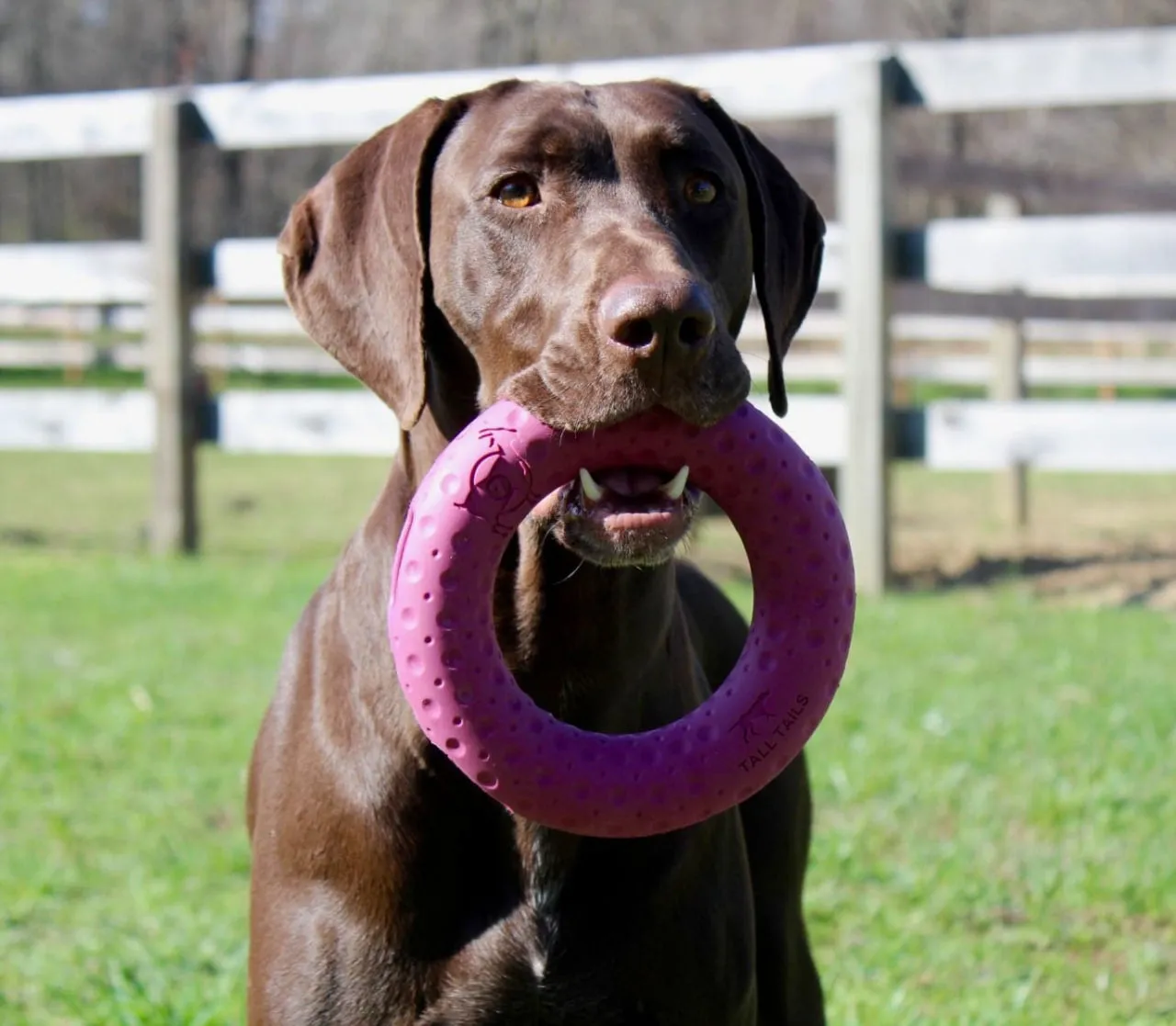 Fetch Dog Toy: Goat Sport Ring