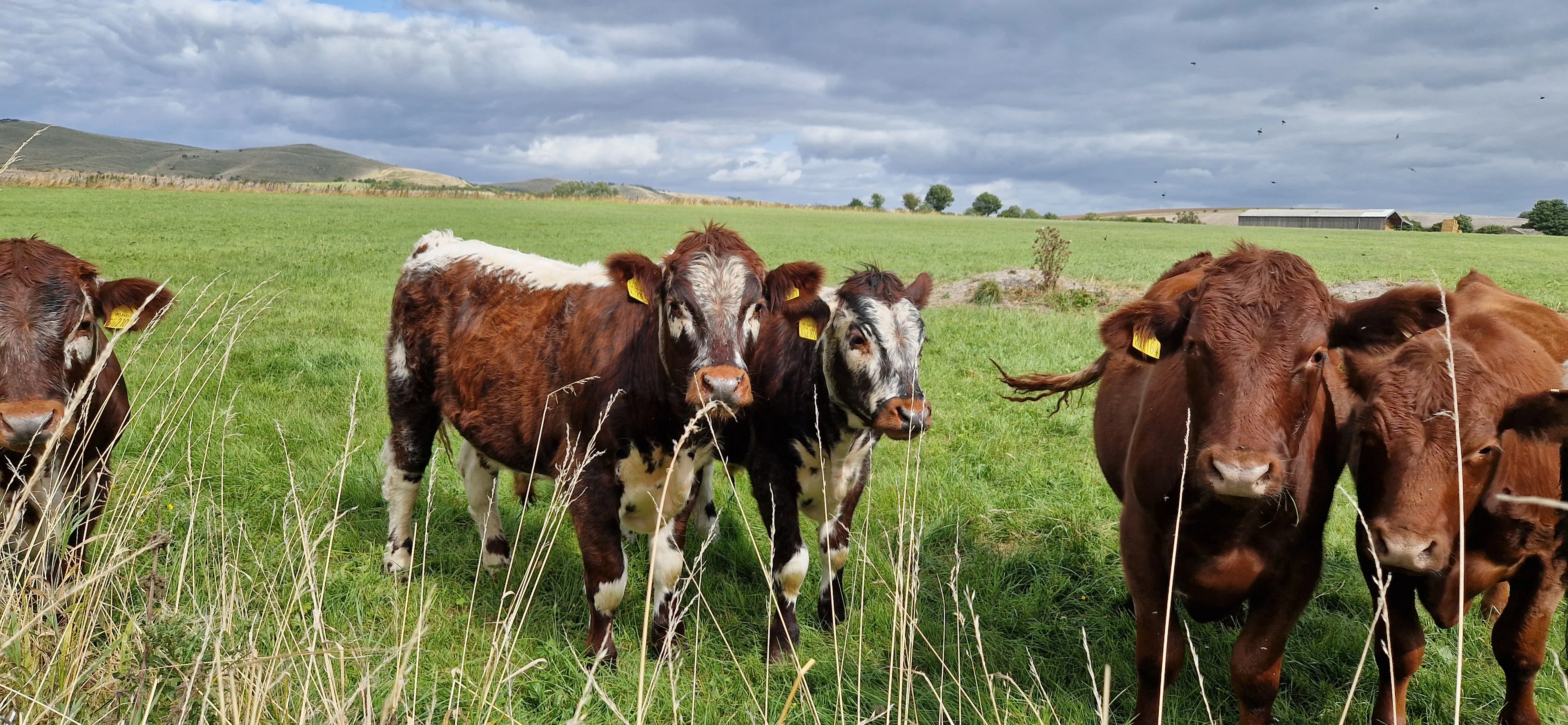 Glaze & Gordon Countryside Charity Calendar 2025