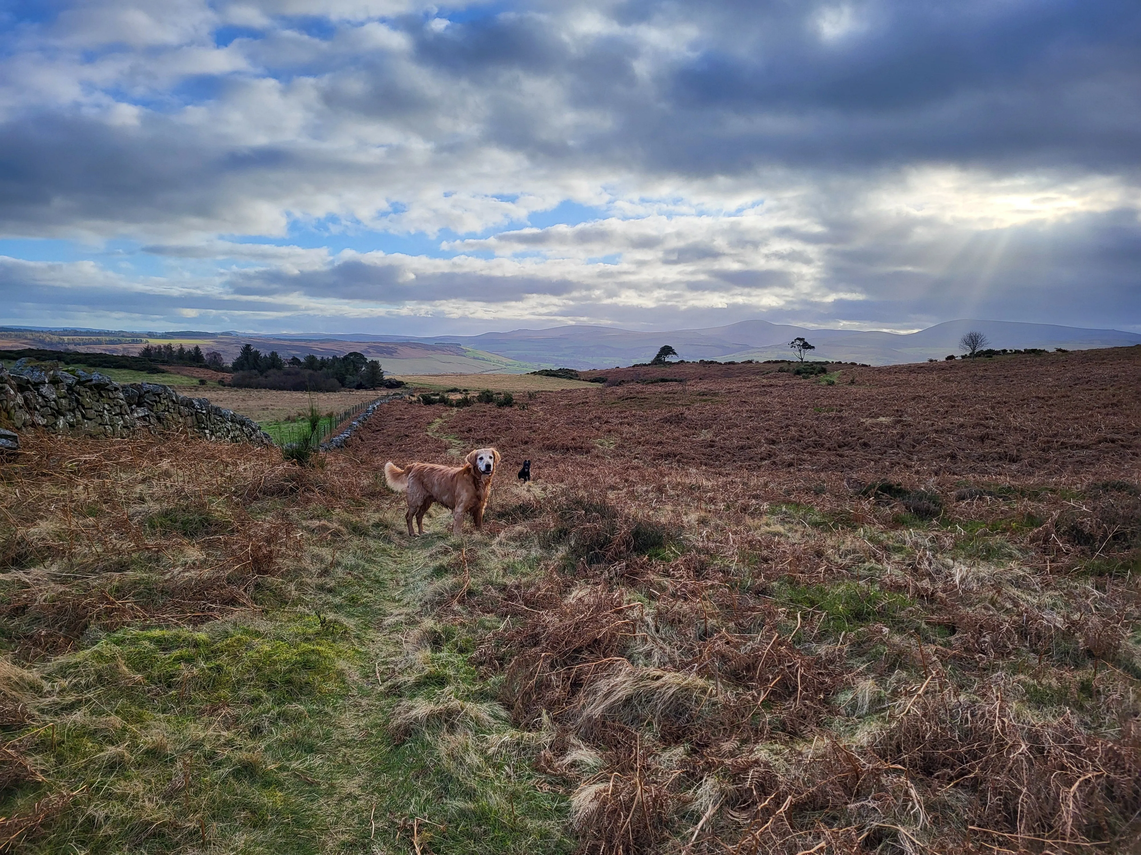 Glaze & Gordon Countryside Charity Calendar 2025