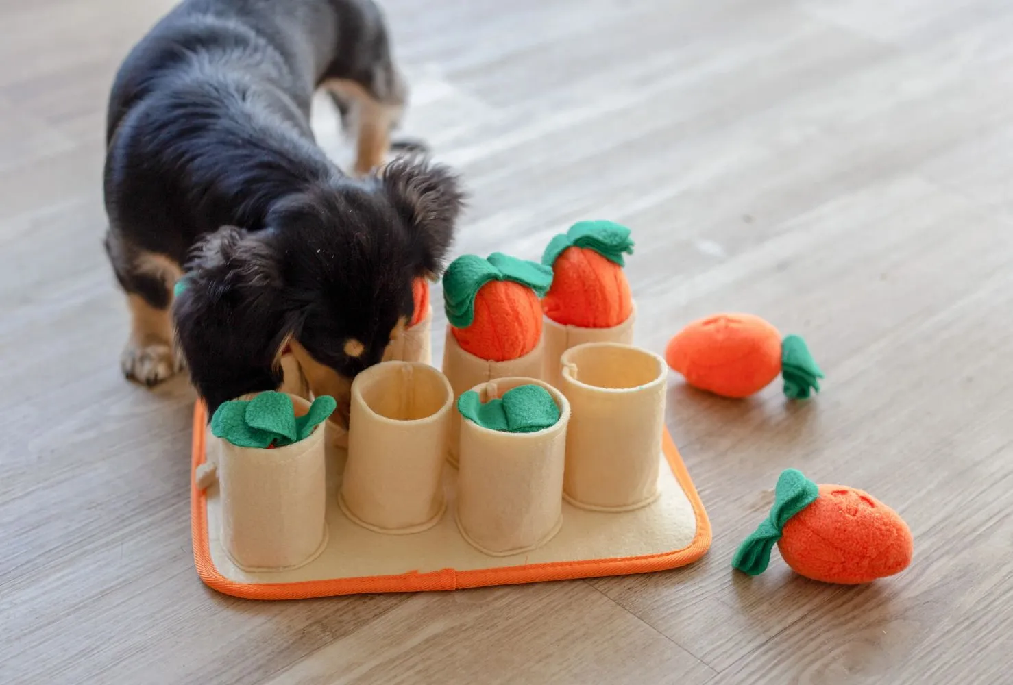 Injoya Carrot Patch Snuffle Toy