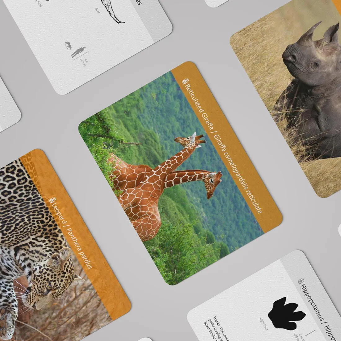 Interactive African Animal Footprint Flash Cards for Kids Educational Fun