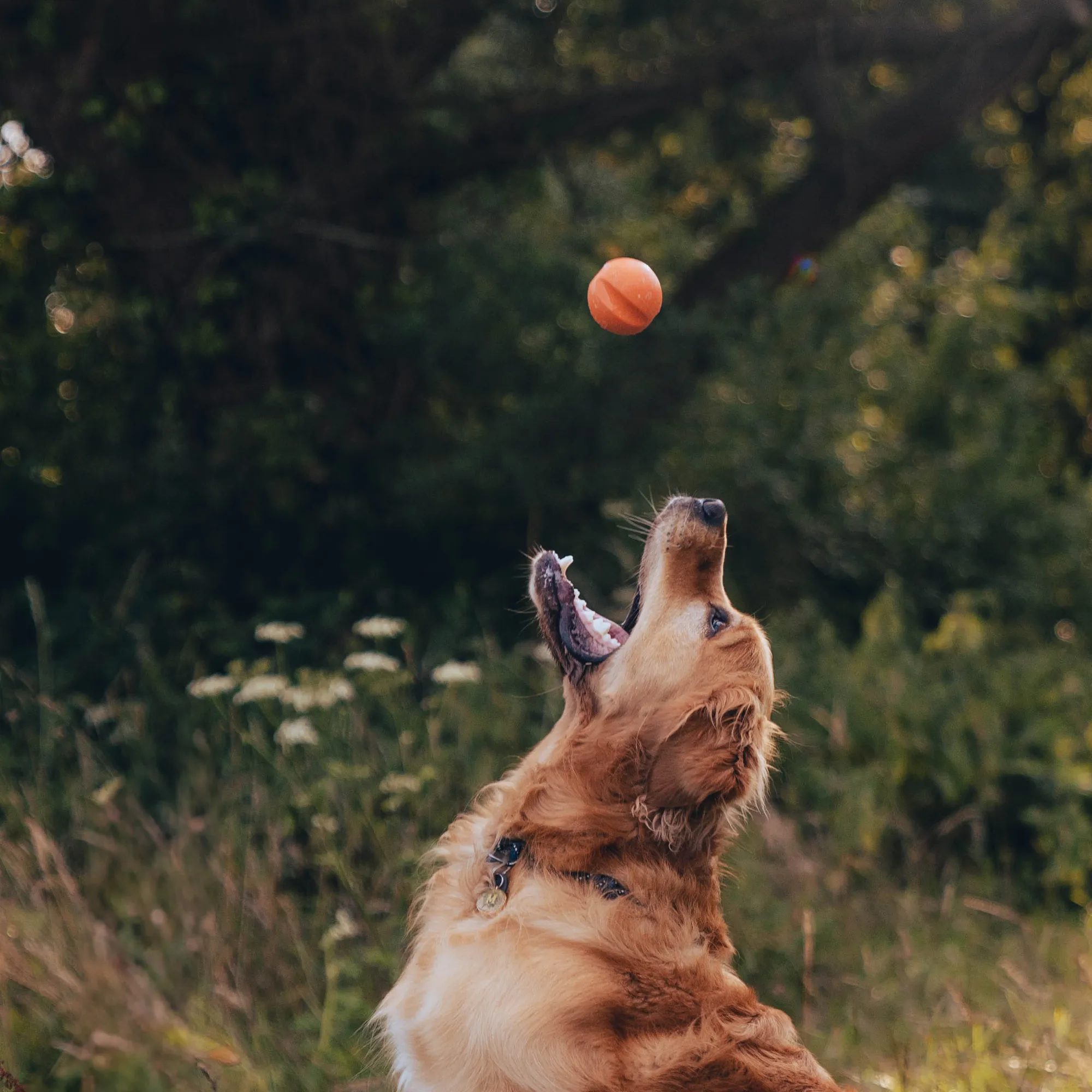 Natural Rubber Fetch Ball