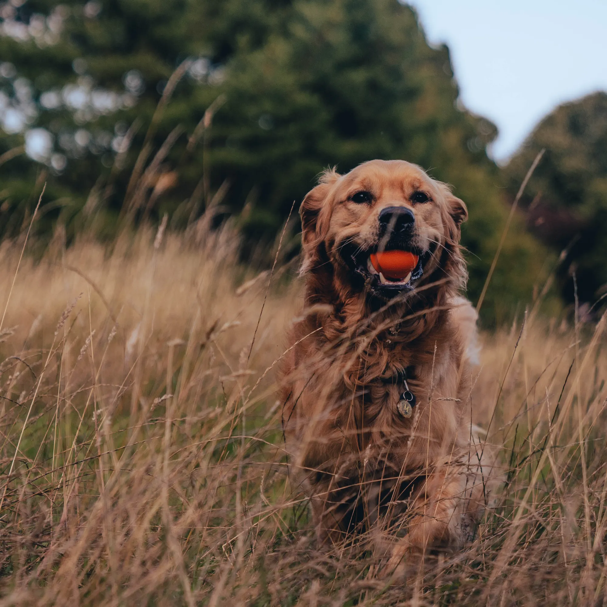 Natural Rubber Fetch Ball