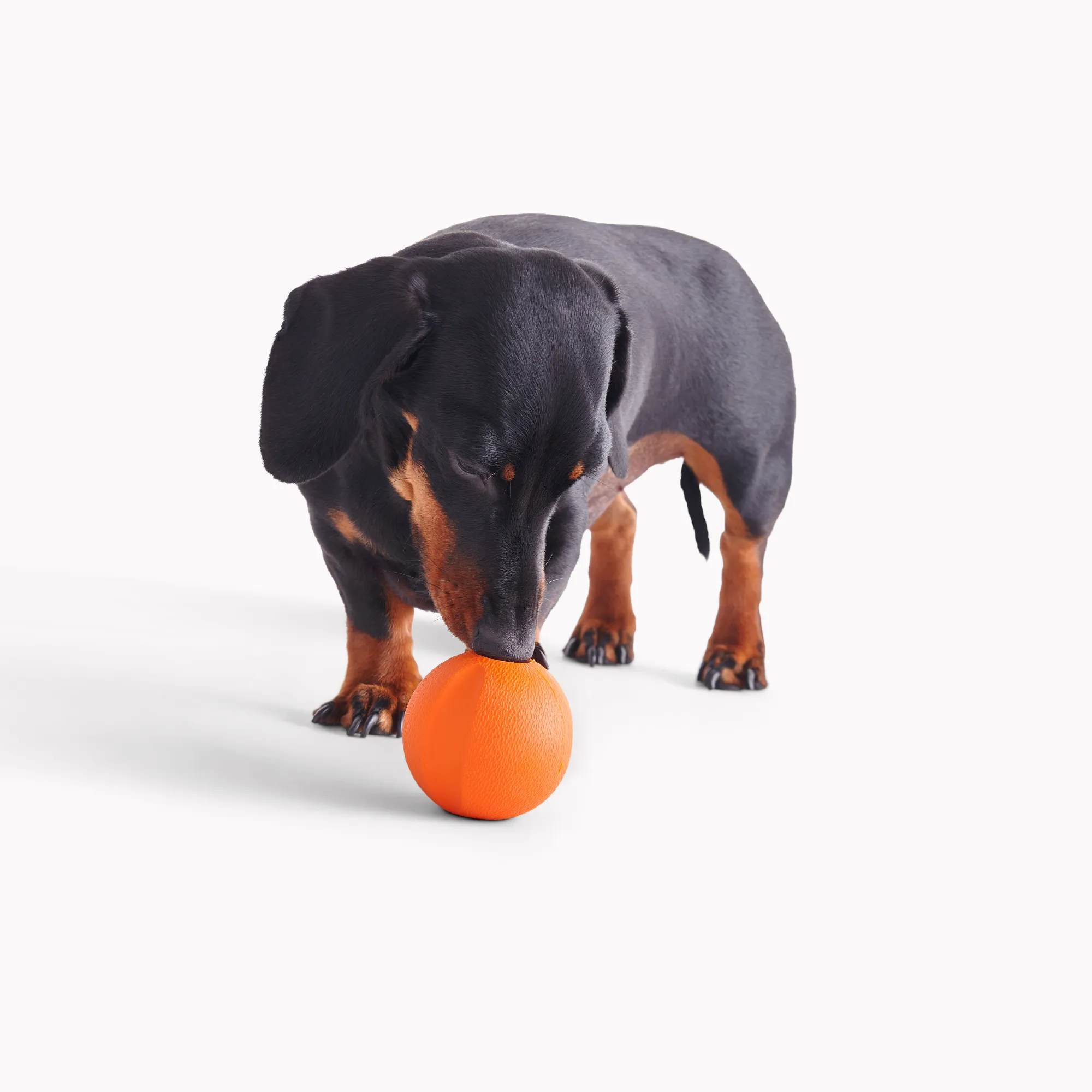 Natural Rubber Fetch Ball