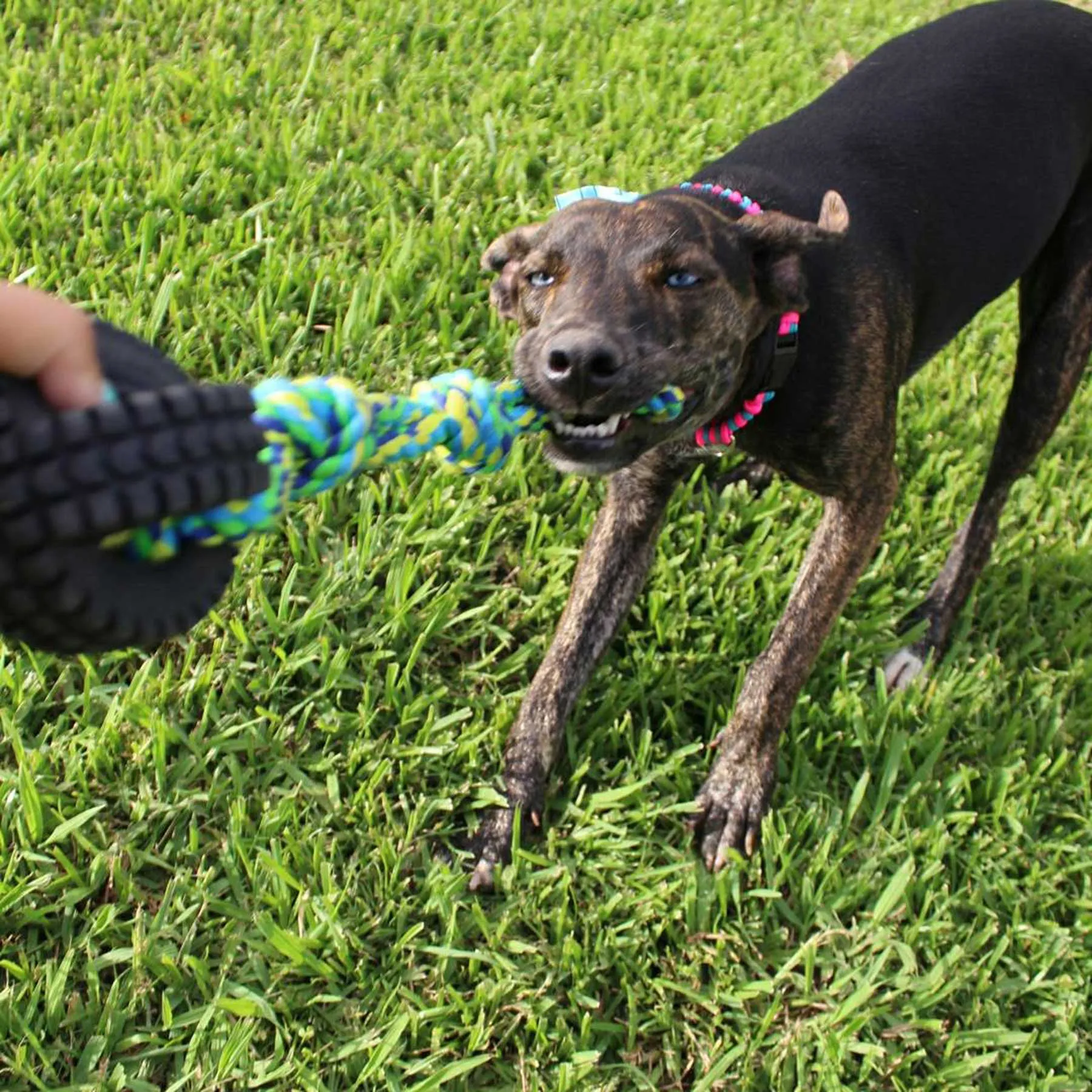 Pet Qwerks Jingle Ball X-Tire Tug N Toss Dog Toy