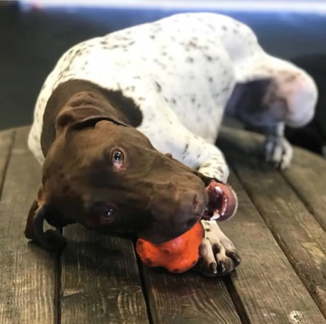 SP Crazy Bounce Retrieving Toy