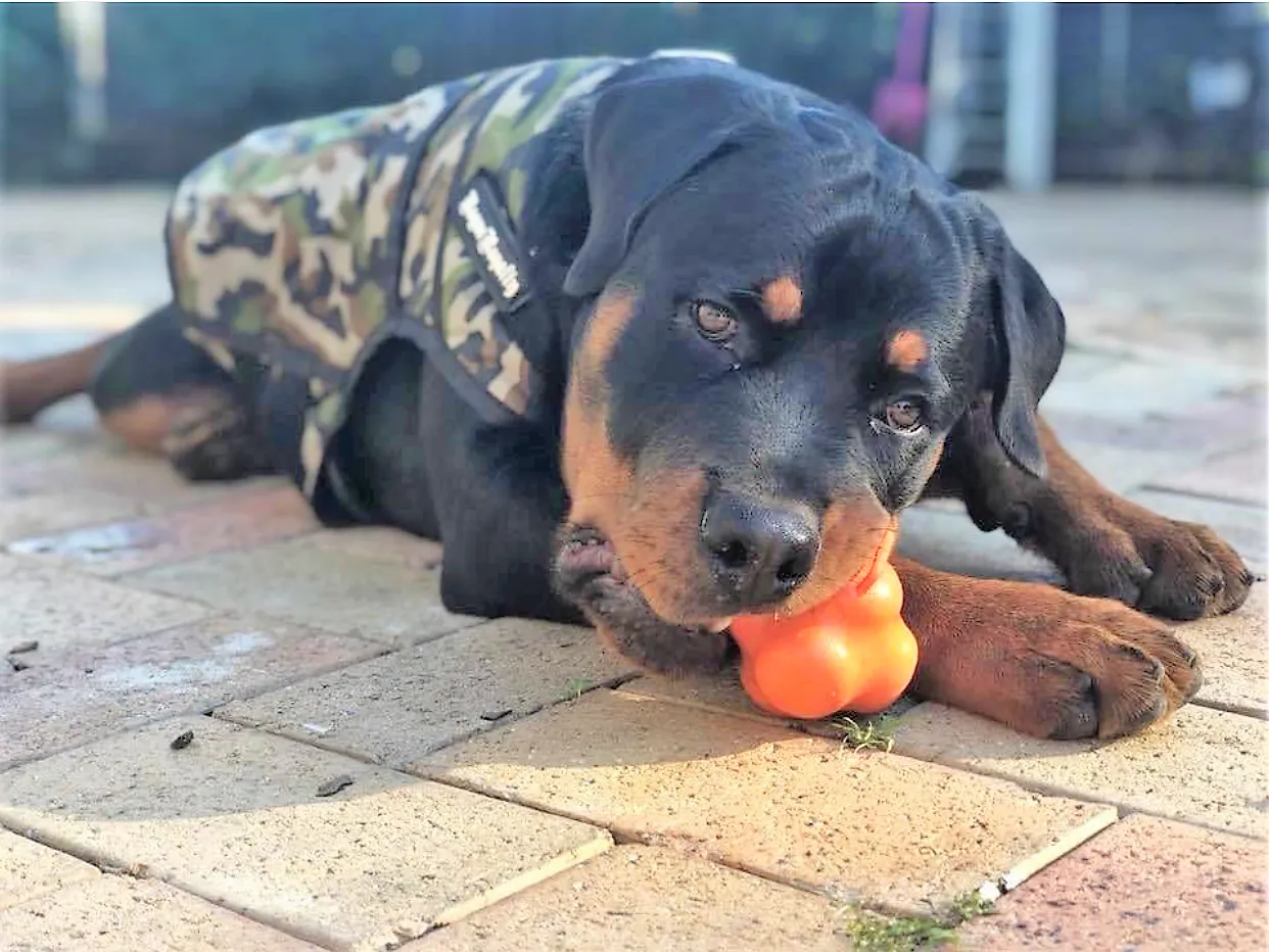 SP Crazy Bounce Retrieving Toy